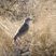 Spike-heeled Lark